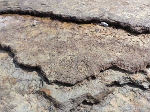 Ancient peat bed at Threecliff Bay in Gower, South Wales