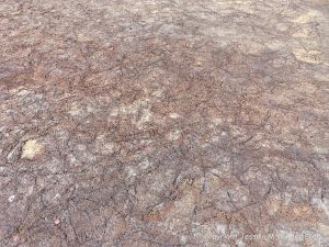 Ancient peat bed at Threecliff Bay in Gower, South Wales