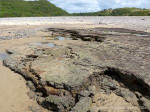 Ancient peat bed at Threecliff Bay in Gower, South Wales