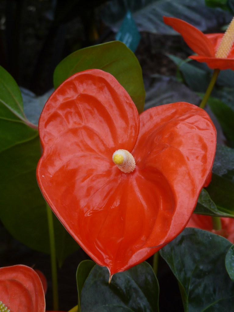 Red heart-shaped flower for Valentine's Day