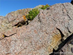 Rock outcrop of L'Eree Granite on the Channel Island of Guernsey