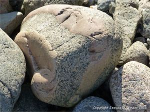 Beach boulder with aplite vein in L'Eree Granite