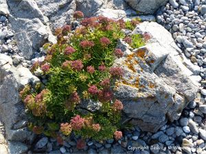 L'Eree Granite with flowers on the beach near Lihou Island