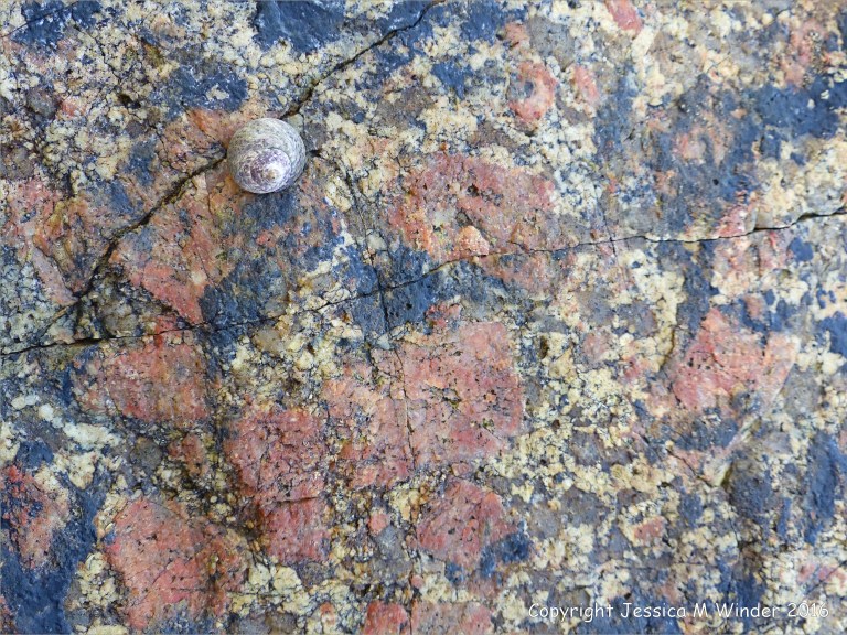 Close-up of L'Eree Granite with pink megacrysts of feldspar