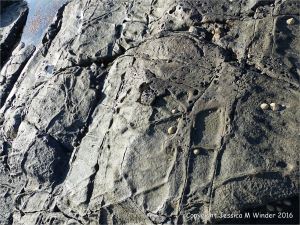 Weathered rock surface texture and pattern on an albite dolerite dyke on Guernsey