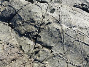 Weathered rock surface texture and pattern on an albite dolerite dyke on Guernsey