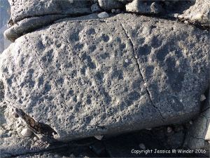 Weathered rock surface texture and pattern on an albite dolerite dyke on Guernsey