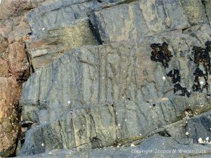 Weathered rock surface texture and pattern on an albite dolerite dyke on Guernsey