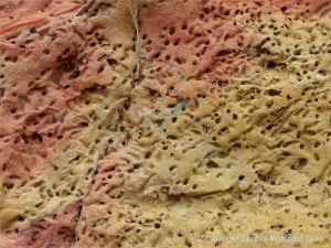 Soft red and yellow sandstone with holes made by bees