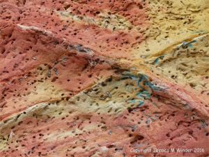Soft red and yellow sandstone with holes made by bees