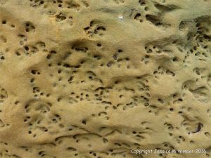 Soft red and yellow sandstone with holes made by bees