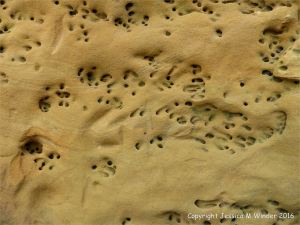 Soft red and yellow sandstone with holes made by bees