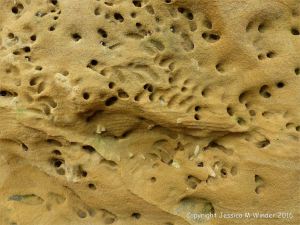 Soft red and yellow sandstone with holes made by bees