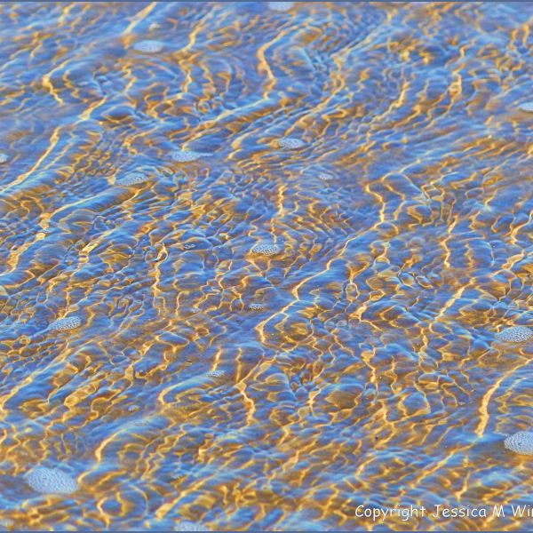 Natural patterns of sunlit ripples in shallow water