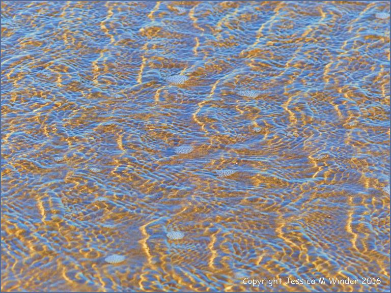 Natural patterns of sunlit ripples in shallow water