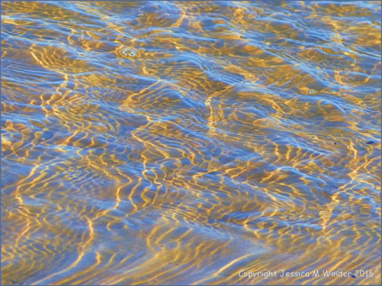 Natural patterns of sunlit ripples in shallow water