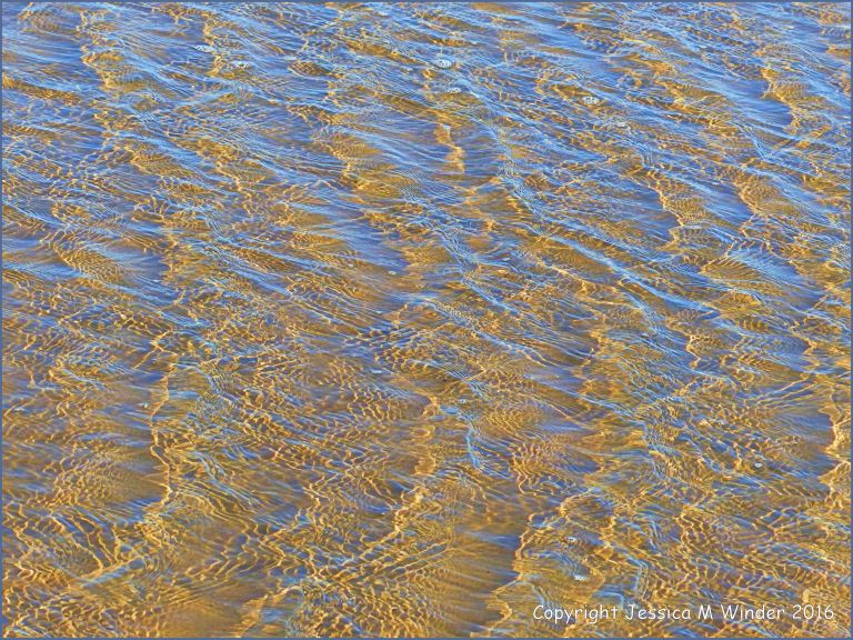 Natural patterns of sunlit ripples in shallow water