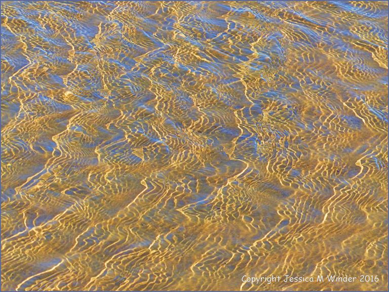 Natural patterns of sunlit ripples in shallow water