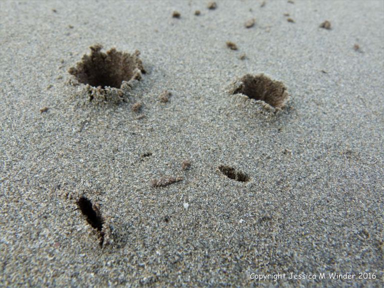 Bird beak marks in the wet sand at Fermoyle beach
