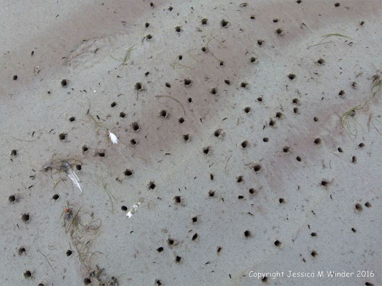 Bird beak marks in the wet sand at Fermoyle beach