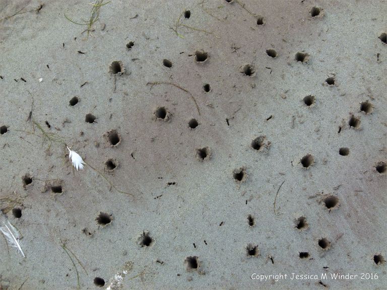 Bird beak marks in the wet sand at Fermoyle beach