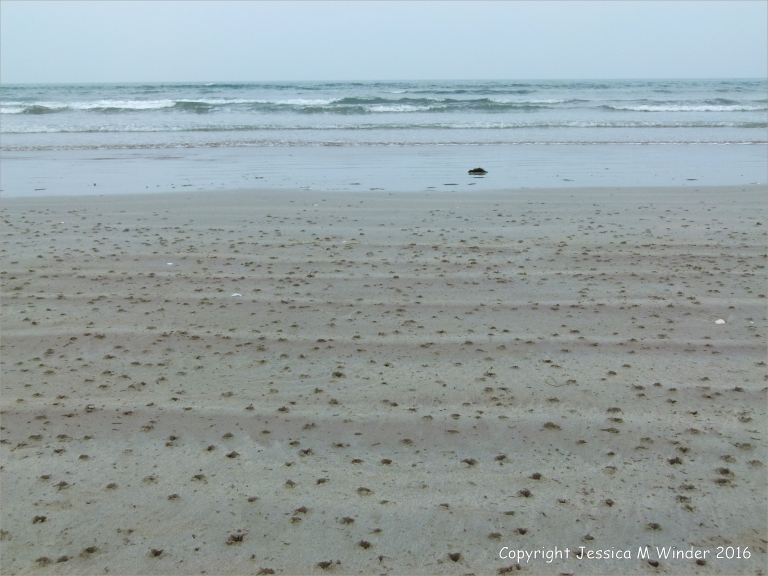 Bird beak marks in the wet sand at Fermoyle beach