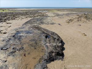 Ancient tree trunk emerging from the eroding peat on the beach at Whiteford