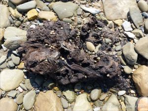 Ancient tree stump from a submerged forest in life position on the beach at Whiteford Sands