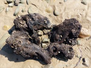 Ancient tree stump from a submerged forest in life position on the beach at Whiteford Sands