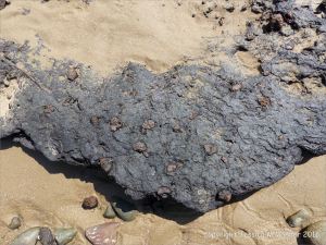 Ancient peat on the beach with preserved roots or stems from a submerged forest at Whiteford Sands