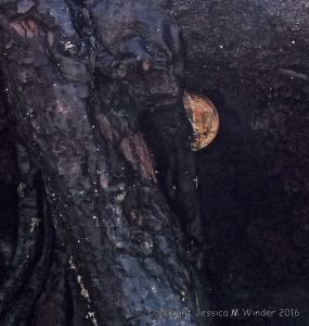 Detail of a freshly cut root on a preserved tree stump from a submerged forest