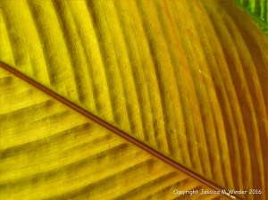 Natural patterns in plants