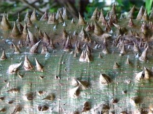 Natural patterns in plants
