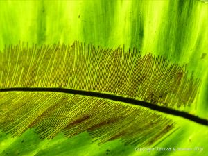 Natural patterns in plants