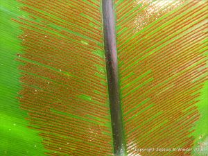 Natural patterns in plants