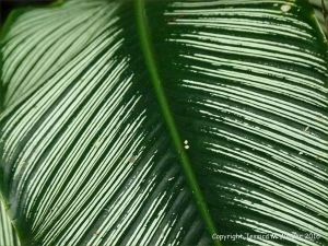 Natural patterns in plants