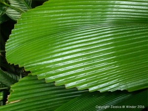 Natural patterns in plants