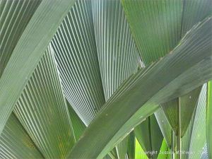 Natural patterns in plants