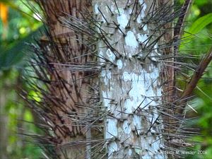 Natural patterns in plants