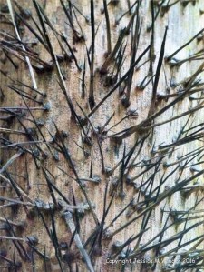 Natural patterns in plants