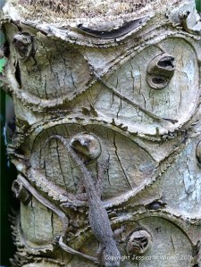 Natural patterns in plants