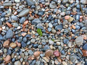 Wet pebbles on the beach at Havelet in Guernsey