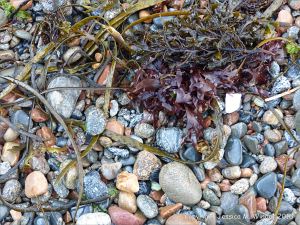 Wet pebbles with seaweed on the beach at Havelet in Guernsey
