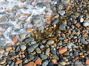Wet pebbles with seaweed and seafoam on the beach at Havelet in Guernsey