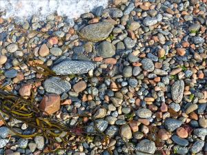 Wet pebbles with seaweed on the beach at Havelet in Guernsey