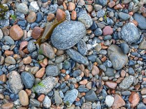 Wet pebbles on the beach at Havelet in Guernsey