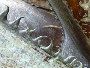 Natural patterns in plants