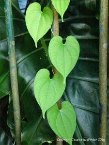 Natural patterns in plants