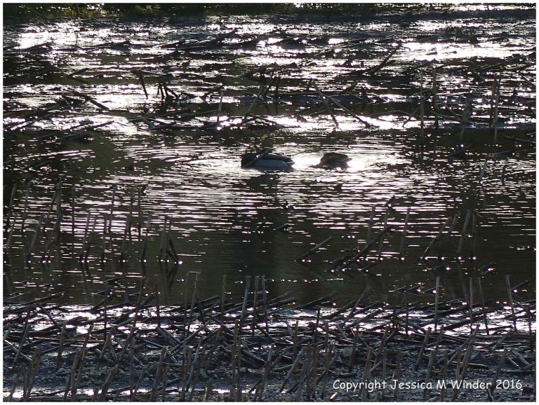 Bright sunlight reflecting from water in a flooded field