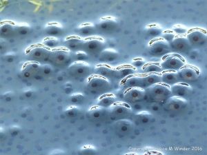 Frog spawn in a pond